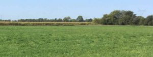 327 More Hay Bales Using Indian River Organics® Hay Formula!